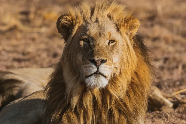 Male lion at Mabula