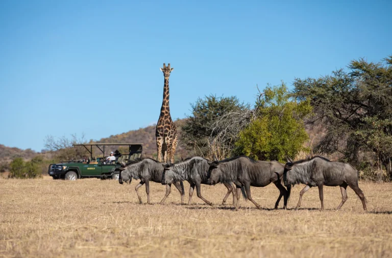 Giraffe and wildebeest with a game drive vehicle