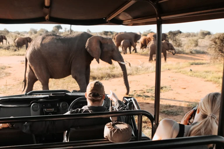 Elephant beside an open game drive vehicle in Madikwe