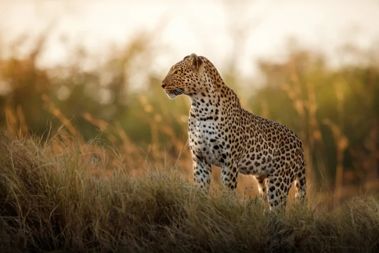 Leopard in golden grass in Madikwe