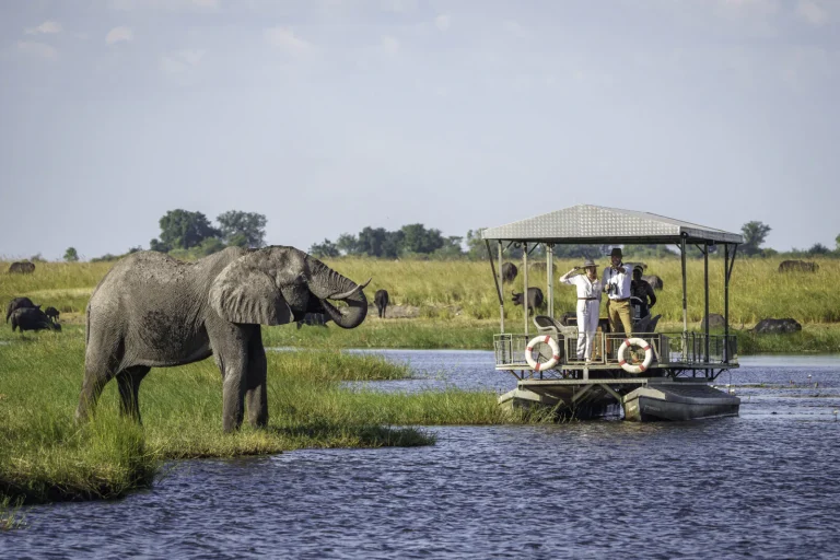 Elephant beside a boat on the Chobe River