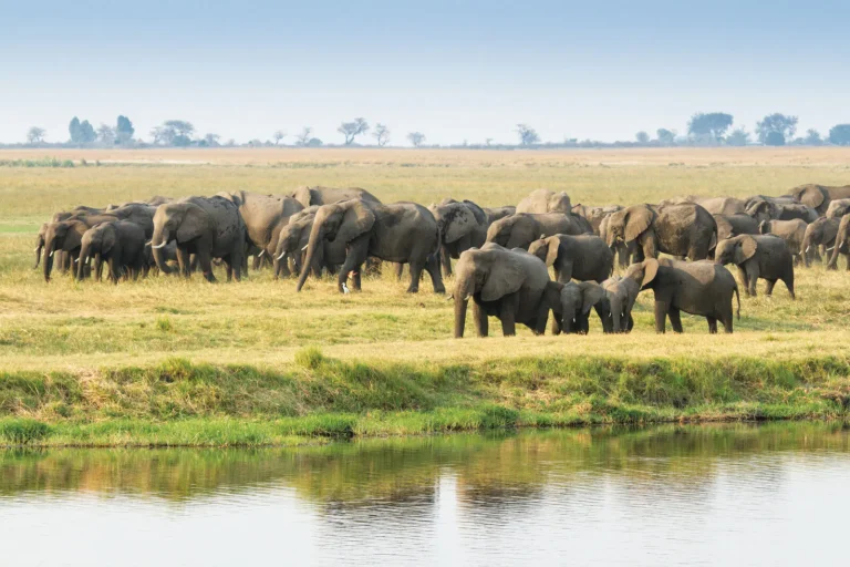 Elephant herd on the Chobe riverfront