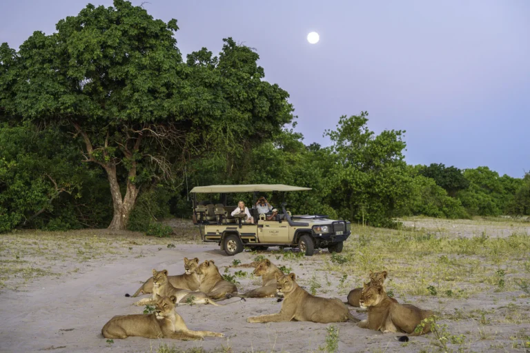 Lions resting near a game drive vehicle