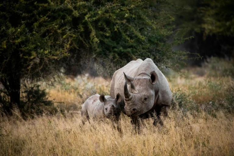 Rhino mother and calf in the Kruger area