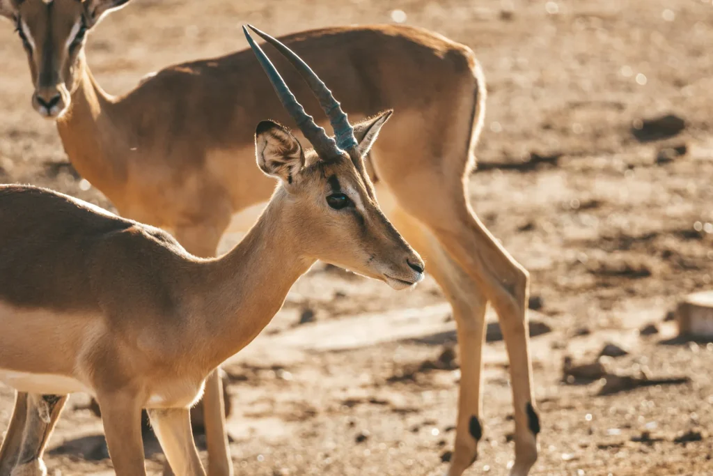 Impala in Pilanesberg National Park