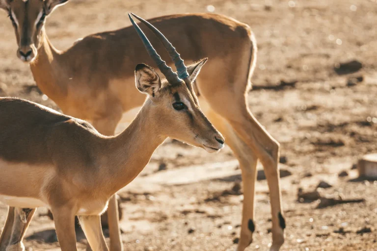 Impala in Pilanesberg National Park