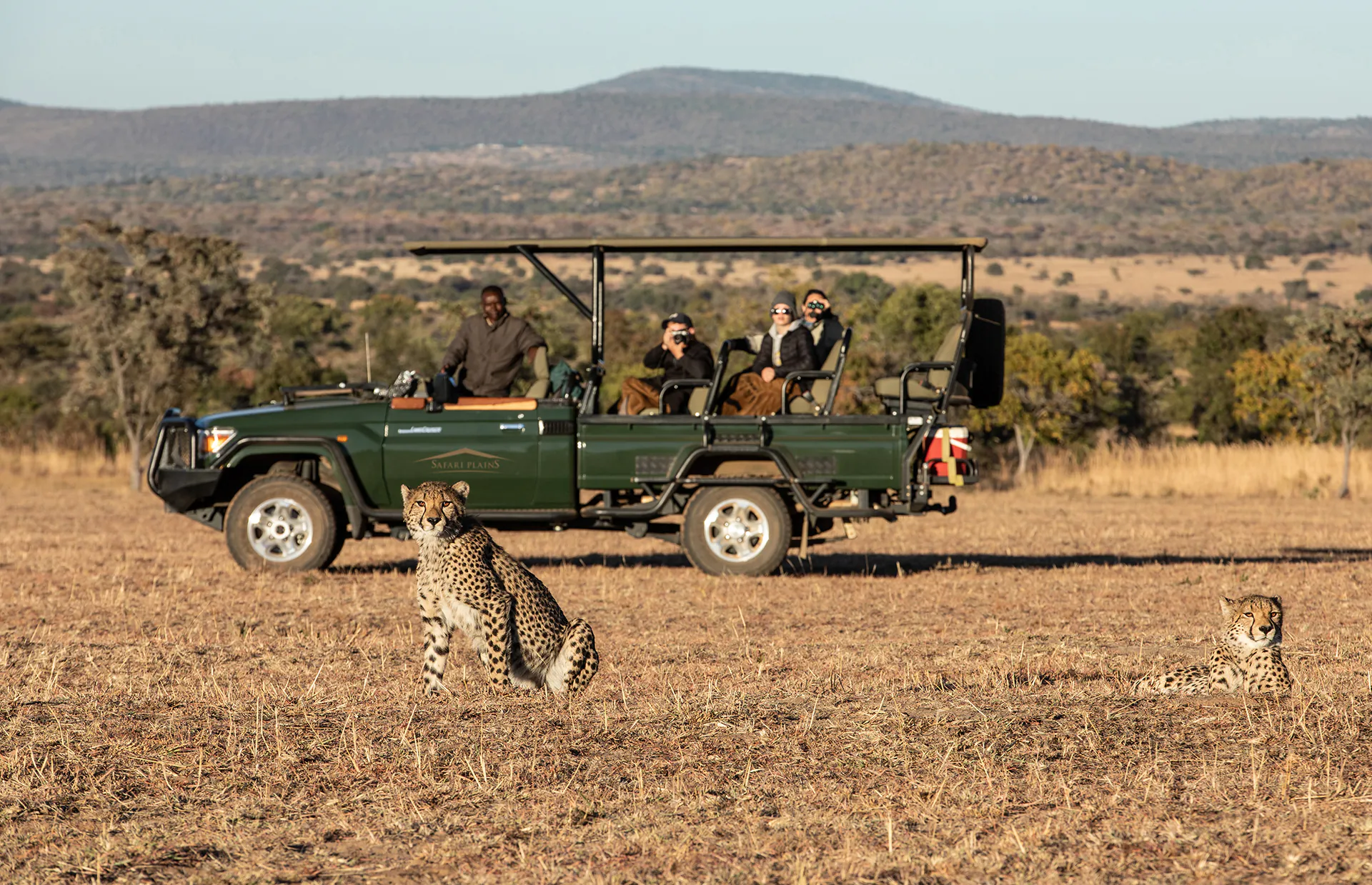 Cheetahs beside an open game drive vehicle