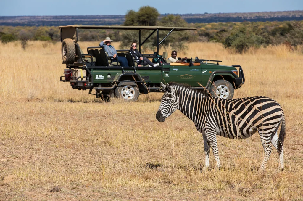 Zebra in front of a game drive vehicle