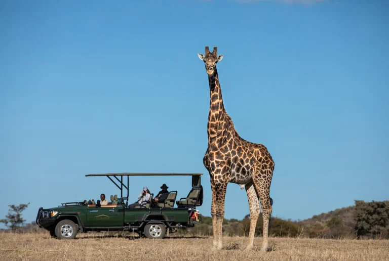 Giraffe towering over a safari vehicle