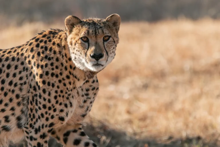 Cheetah portrait in golden grass