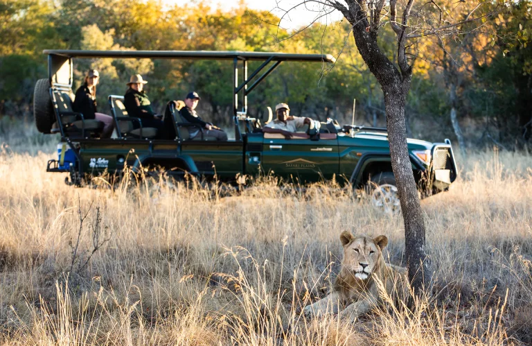 Lioness resting near a game drive vehicle