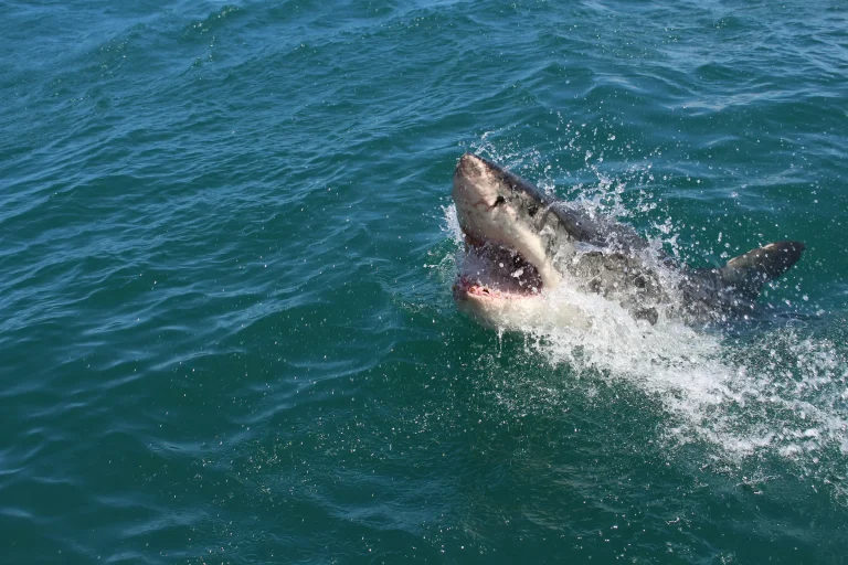 Great white shark breaching beside a boat