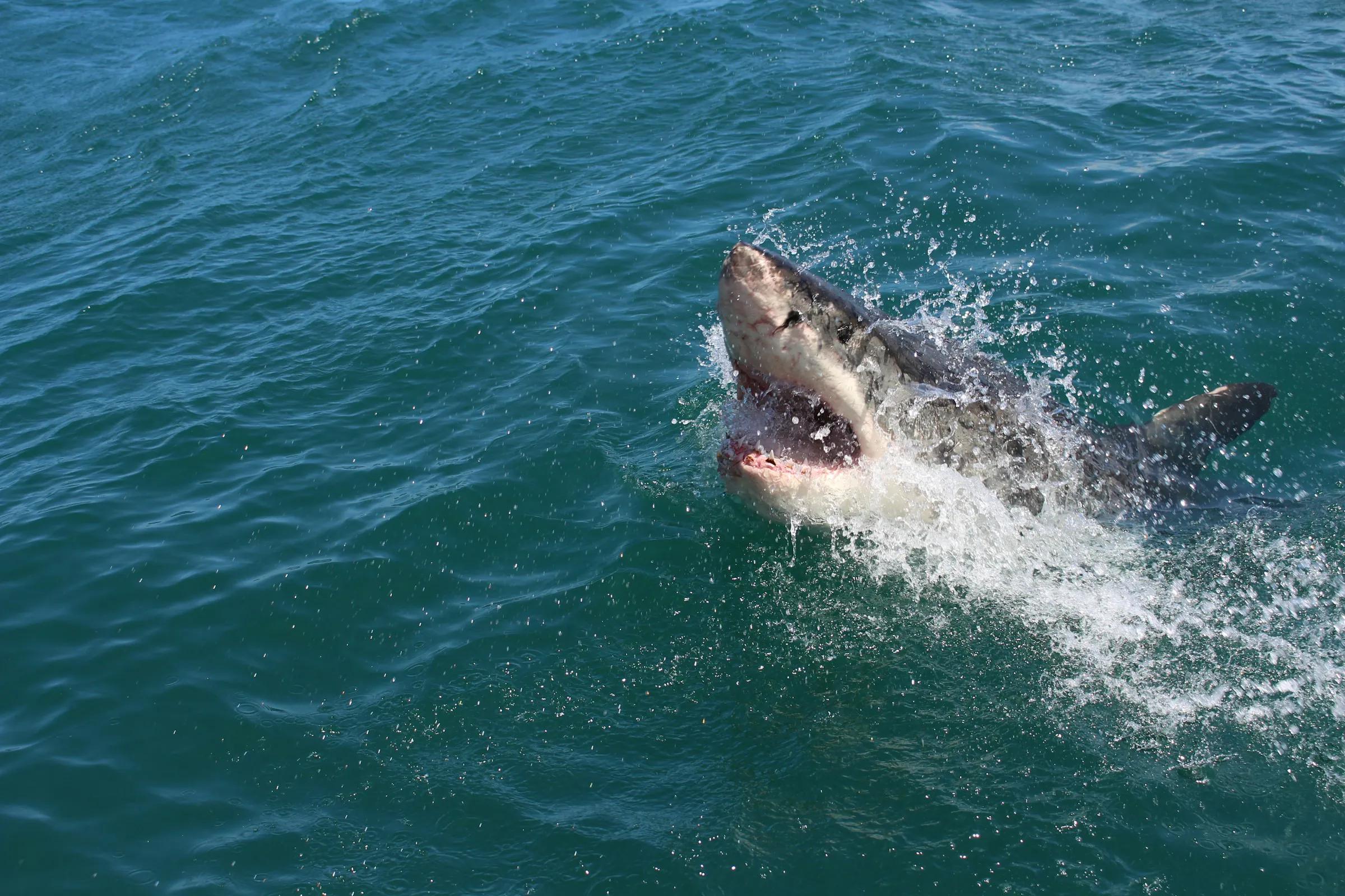 Great white shark breaching beside a boat