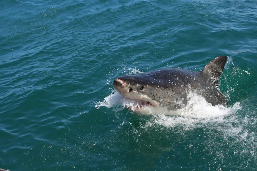 Great white shark at the surface