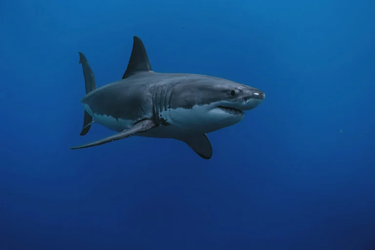 Great white shark underwater