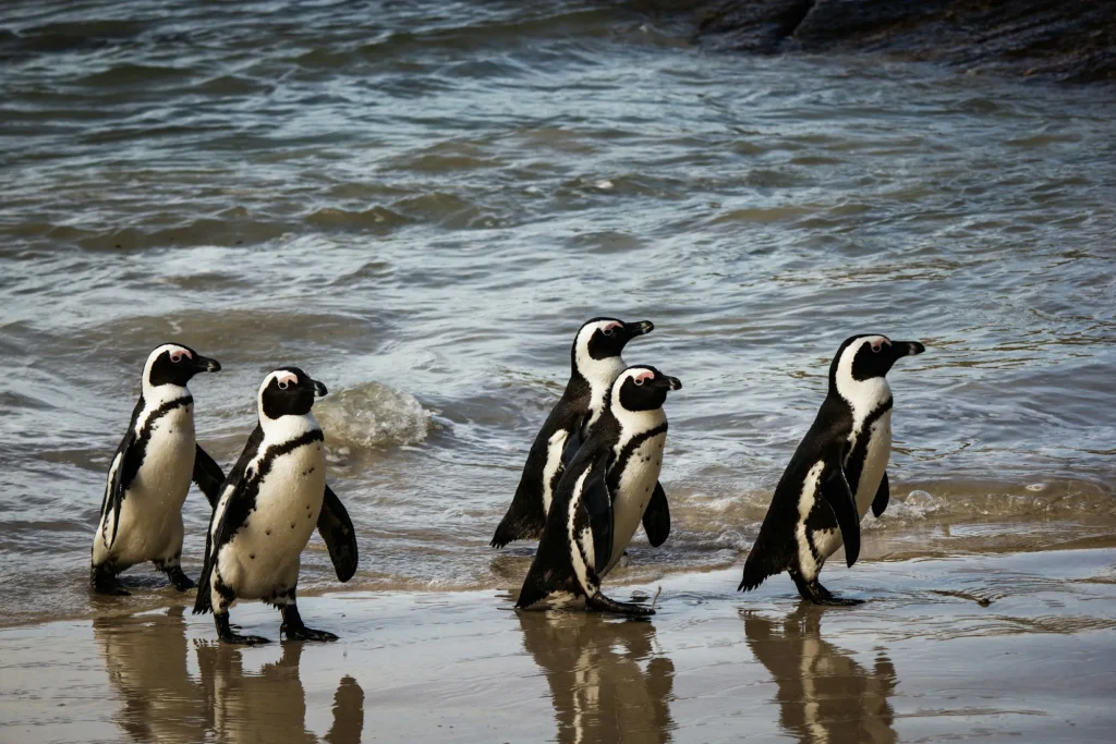 African penguins walking out of the surf