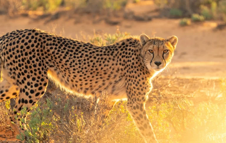 Cheetah in golden light