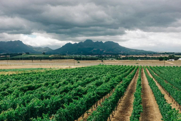 Rows of vines in the Cape Winelands