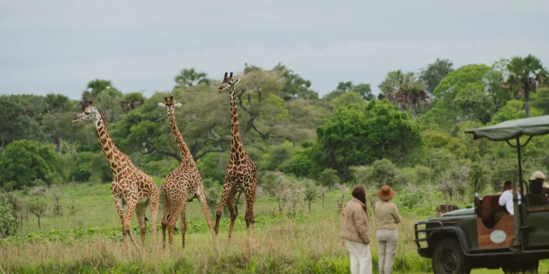 Guests watching giraffes beside the game drive vehicle in Katavi