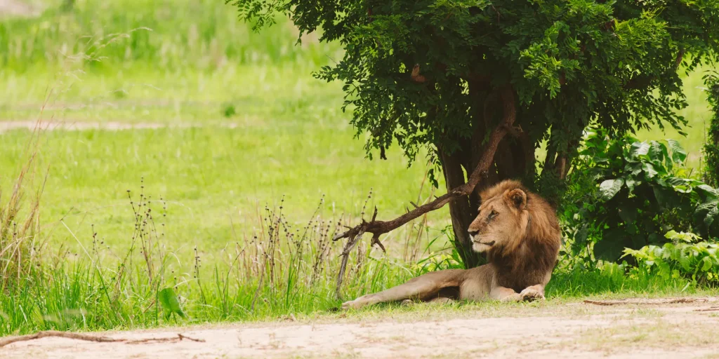 Male lion resting under a tree in Mikumi National Park