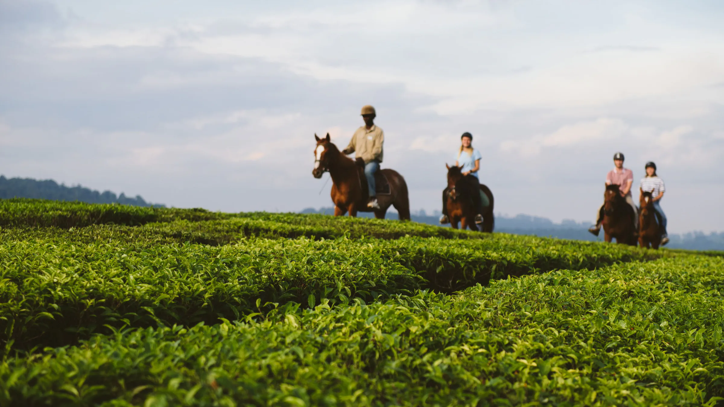 Horse riders crossing the tea fields of the Mufindi highlands