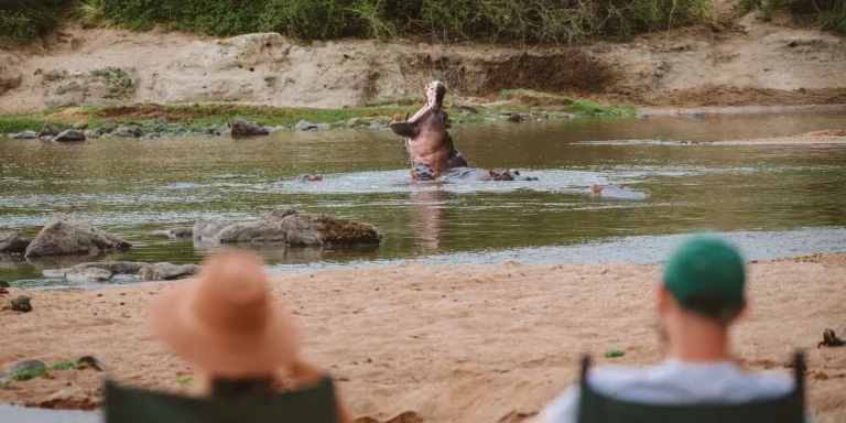 Guests watching a hippo yawn in the Great Ruaha River