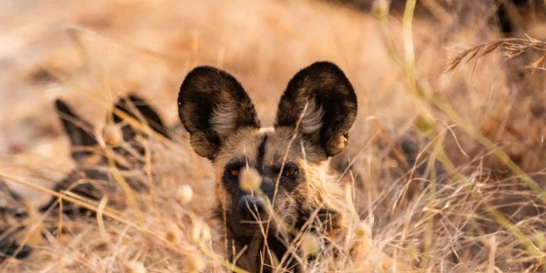 African wild dog peering through dry grass in Ruaha
